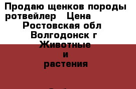 Продаю щенков породы ротвейлер › Цена ­ 7 000 - Ростовская обл., Волгодонск г. Животные и растения » Собаки   . Ростовская обл.,Волгодонск г.